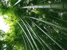 Propiedades Bambú