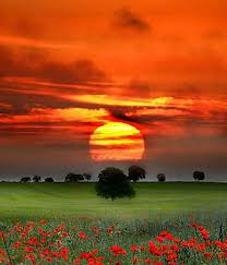 Alergía de la Piel Propiedades de las plantas